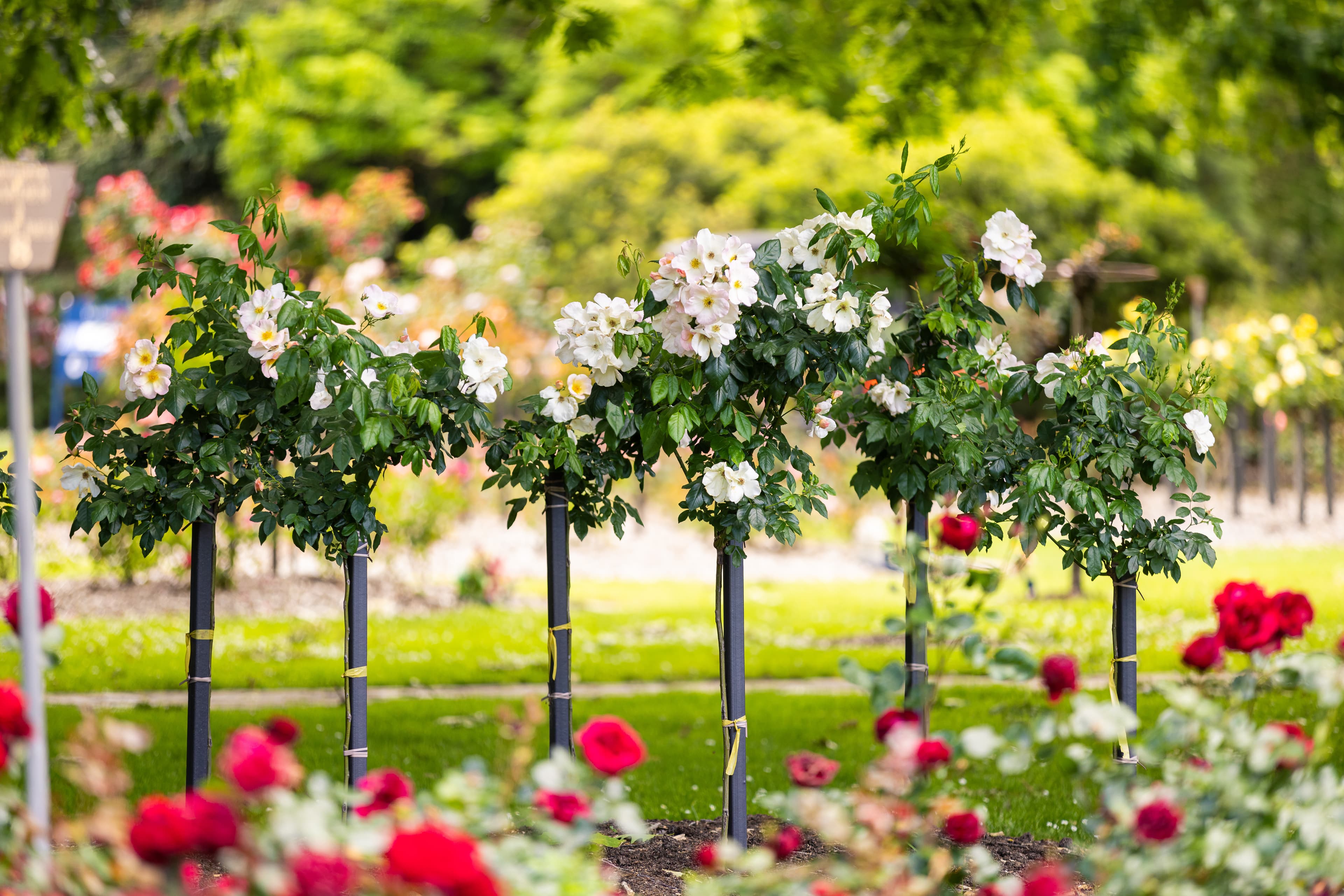 Curved garden beds with winding paths, surrounded by trees, featuring memorial plaques and blooming bushes and roses.