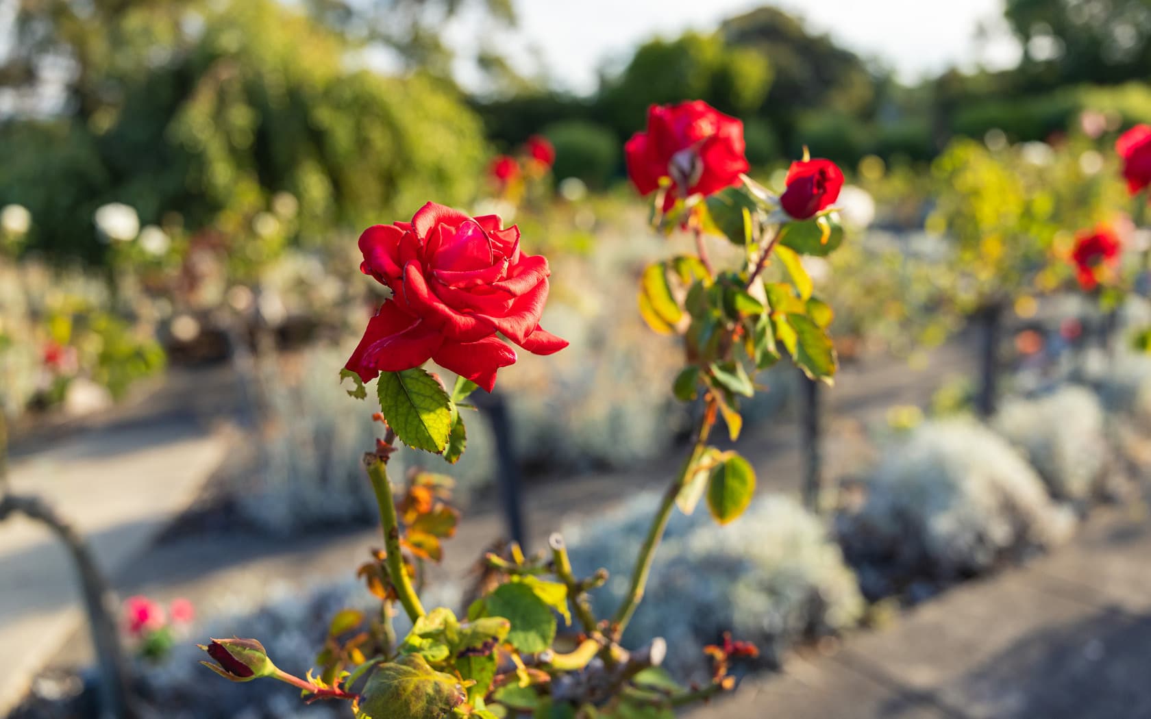 Blooming rose in foreground focus with rows of roses in the background