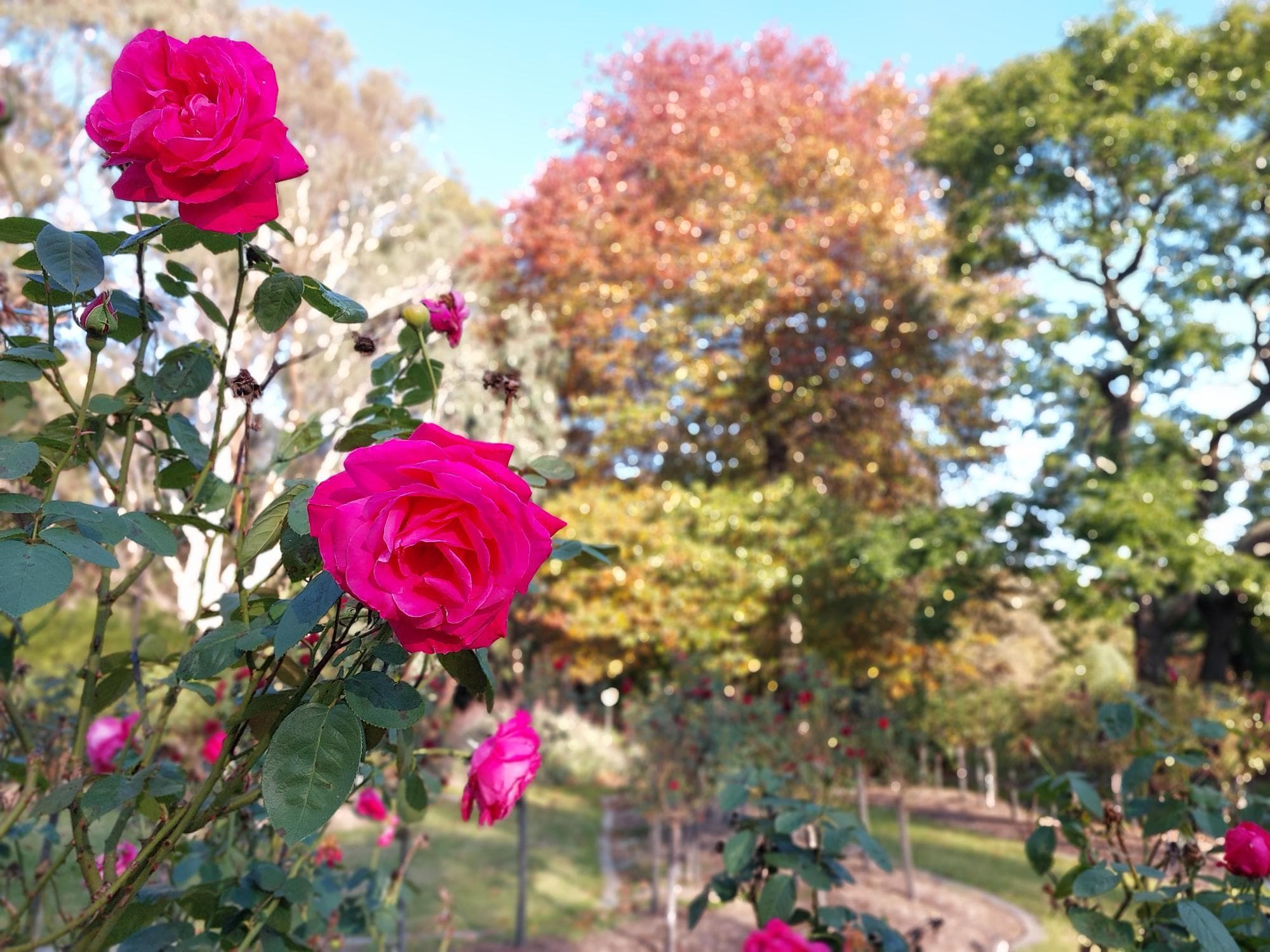 A tranquil garden featuring flowering trees, a winding path, and rose memorials amidst lush greenery and trees in the background