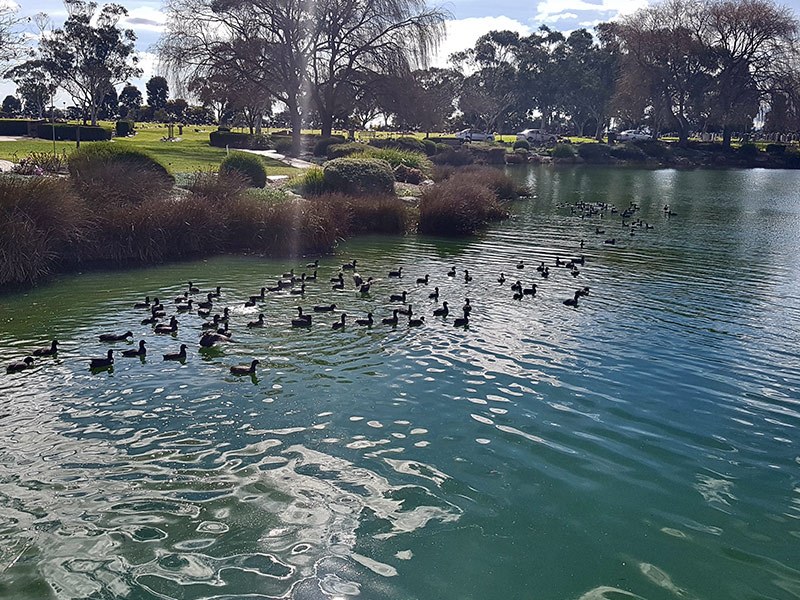 Ducks floating together on Lake Australis at Bunurong Memorial Park reflecting a sense of calm community.