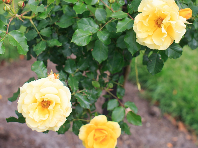 Yellow blooms can be temperamental, find out why in Rolfe's 'Top 6 life hacks for roses'