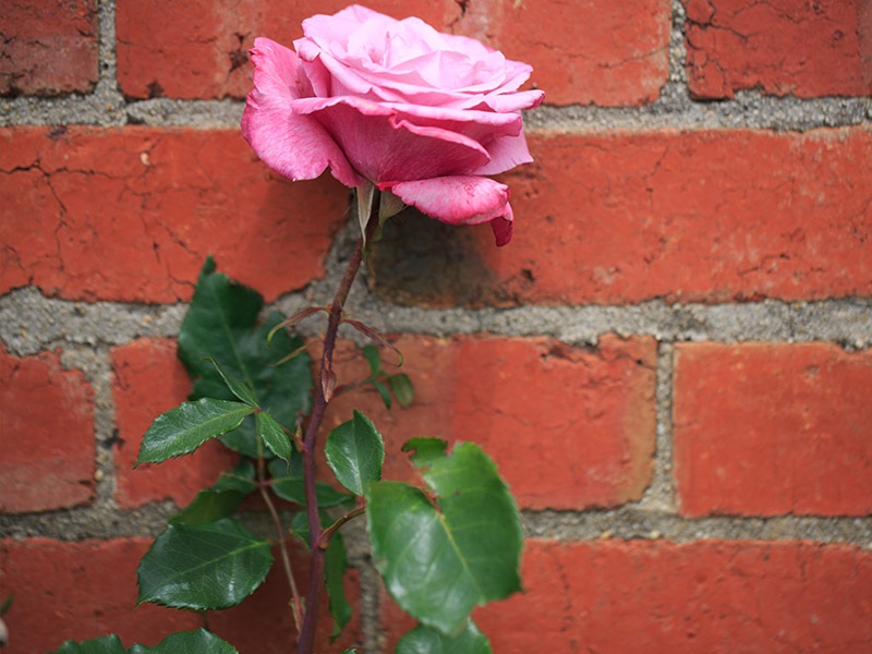 Roses soften the architecture of walls and buildings across our grounds