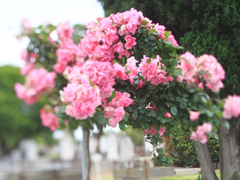 Beautiful blooms at Brighton General Cemetery