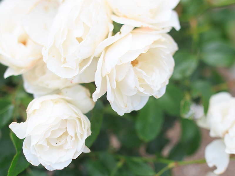 Simple white roses make a quiet statement at Cheltenham Memorial Park
