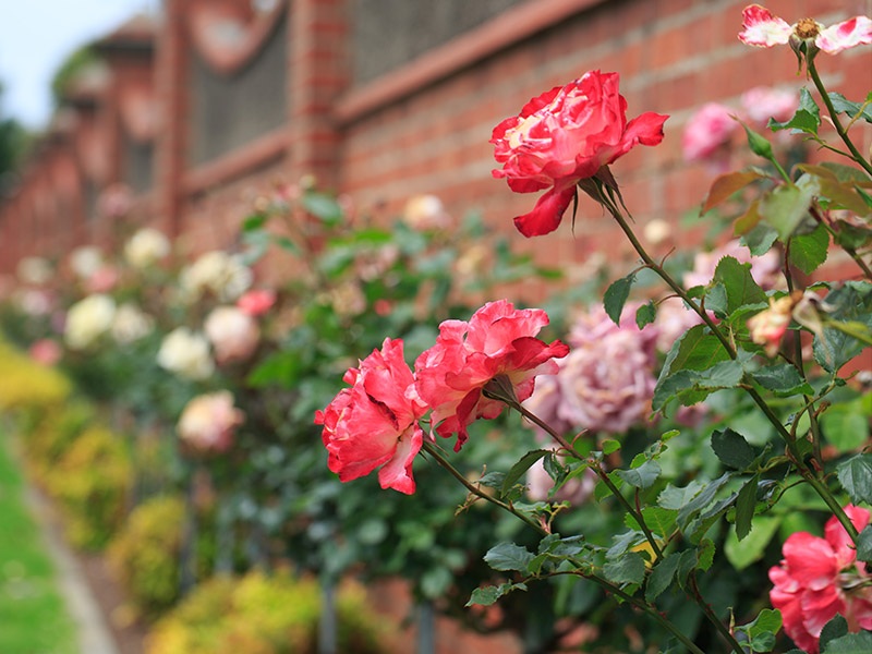 Iconic' scalloped' wall and roses at Brighton General Cemetery