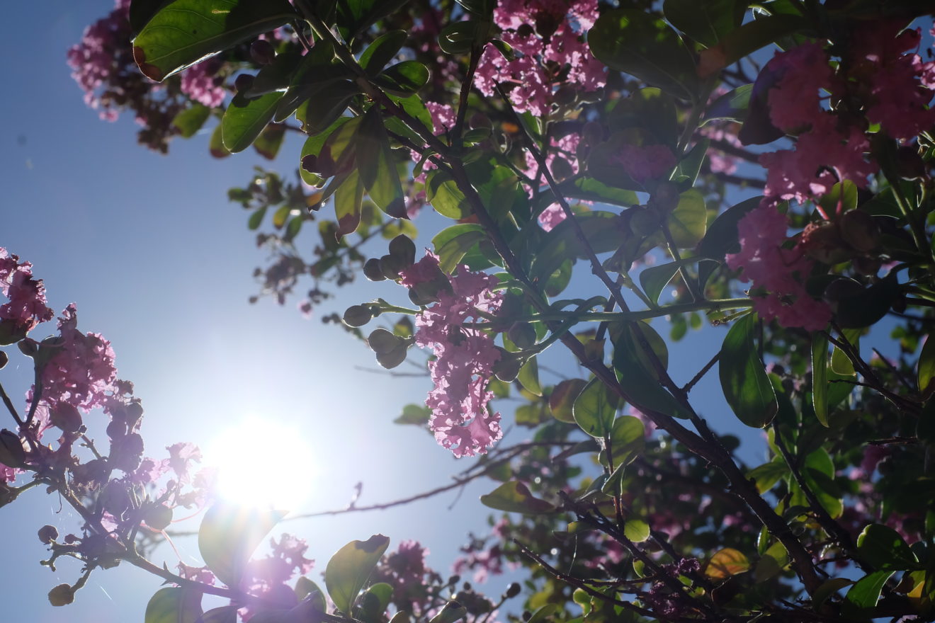 A photo from underneath looking up at the branches of a tree with pink blossoms, sunlight and a blue sky