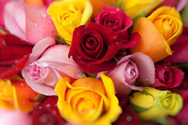 Red pink and yellow roses