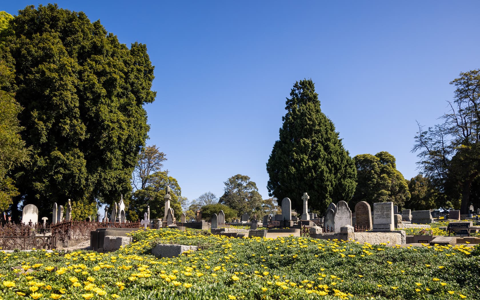 a field of yellow flowering ground cover shrubs with gravestones and large trees in the background