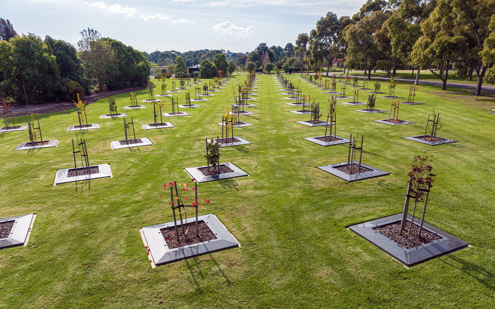 Neatly lined young trees in square plots on a manicured lawn, set against a backdrop of mature trees